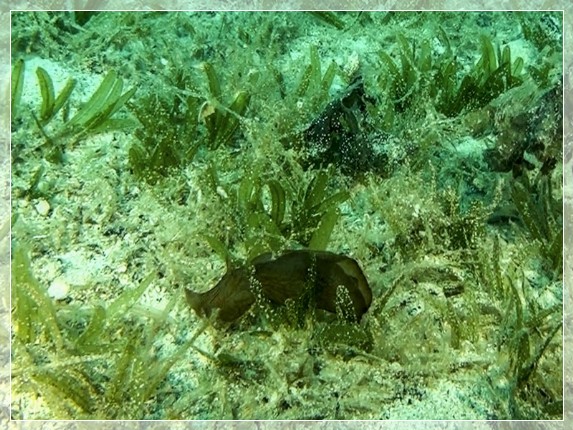Brauner Seehase (Aplysia fasciata) Bildnummer 2017_03_3x4