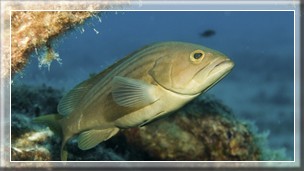 Spitzkopf-Zackenbarsch (Epinephelus alexandrinus) Bildnummer 20090906_0354A1069206 Spitzkopf-Zackenbarsch (Epinephelus alexandrinus)
