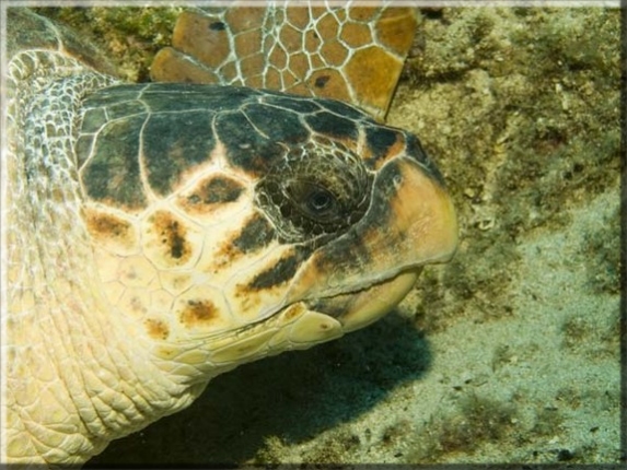 Karettschildkröte (Caretta caretta); Brennweite 50 mm; Blende 9,0; Belichtungszeit 1/100; ISO 100; Bildnummer 20090600A1139698 Karettschildkröte (Caretta caretta); Brennweite 50 mm; Blende 9,0; Belichtungszeit 1/100; ISO 100; Bildnummer 20090600A1139698