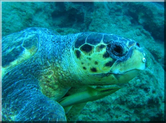 Karettschildkröte (Caretta caretta); Brennweite 7,5 mm; Blende 5,0; Belichtungszeit 1/80; ISO 100; Bildnummer 2006.09.24_15 Karettschildkröte (Caretta caretta); Brennweite 7,5 mm; Blende 5,0; Belichtungszeit 1/80; ISO 100; Bildnummer 2006.09.24_15