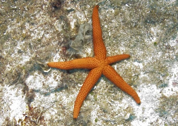 Roter Seestern (Echinaster sepositus) ; Brennweite 26,0 mm; Blende 4,3; Belichtungszeit 1/40; ISO 100; Bildnummer 20070716A1133063 Roter Seestern (Echinaster sepositus) ; Brennweite 26,0 mm; Blende 4,3; Belichtungszeit 1/40; ISO 100; Bildnummer 20070716A1133063
