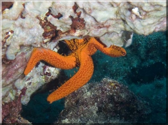 Roter Seestern (Echinaster sepositus); Brennweite 50,0 mm; Blende 8,0; Belichtungszeit 1/100; ISO 100; Bildnummer 20080909A1116863 Roter Seestern (Echinaster sepositus); Brennweite 50,0 mm; Blende 8,0; Belichtungszeit 1/100; ISO 100; Bildnummer 20080909A1116863