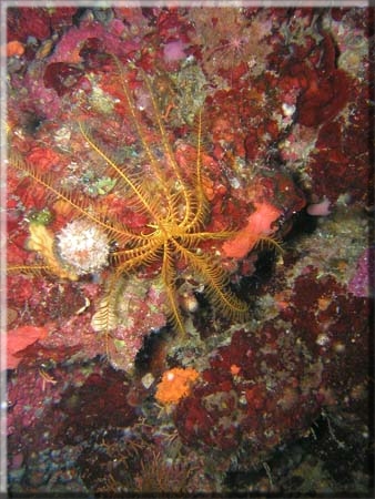 Gelbe Mittelmeer-Haarstern (Antedon mediterranea); Brennweite 7,5 mm; Blende 8,0; Belichtungszeit 1/30; ISO 350; Bildnummer 20030249 Gelbe Mittelmeer-Haarstern (Antedon mediterranea); Brennweite 7,5 mm; Blende 8,0; Belichtungszeit 1/30; ISO 350; Bildnummer 20030249